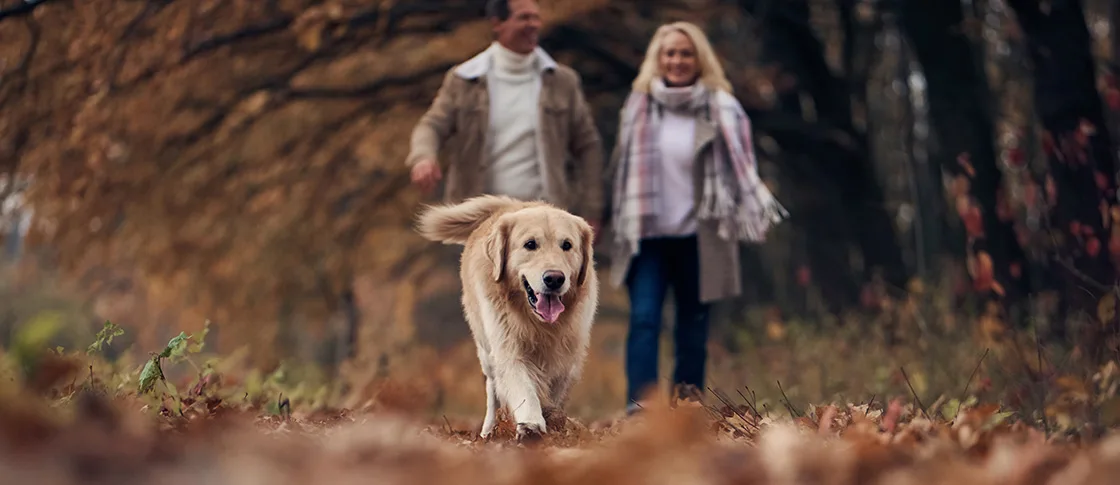 Dog friendly walks in and around Strawberry Bank